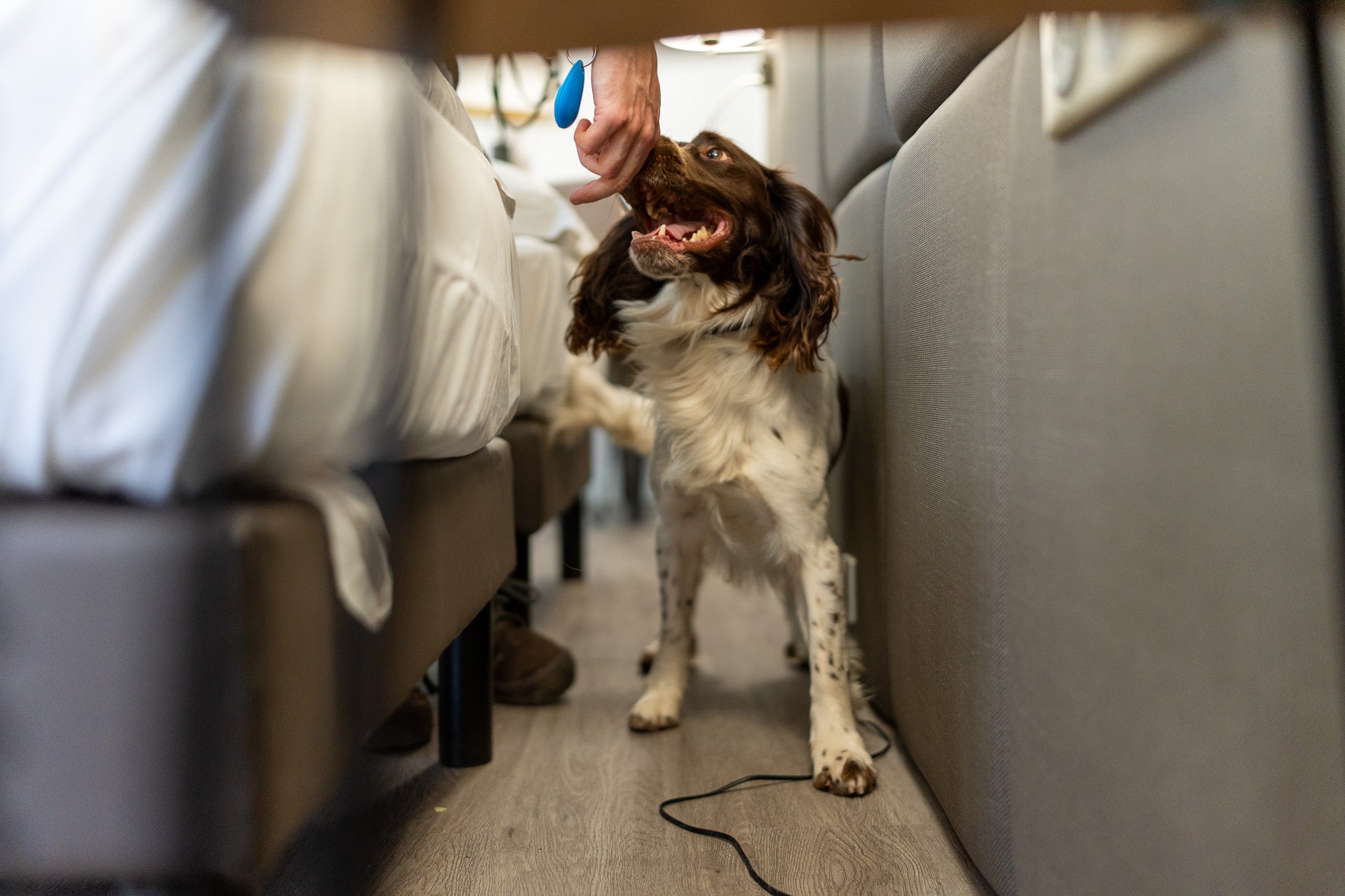 Détection canine de punaises de lit – PACA Punaises